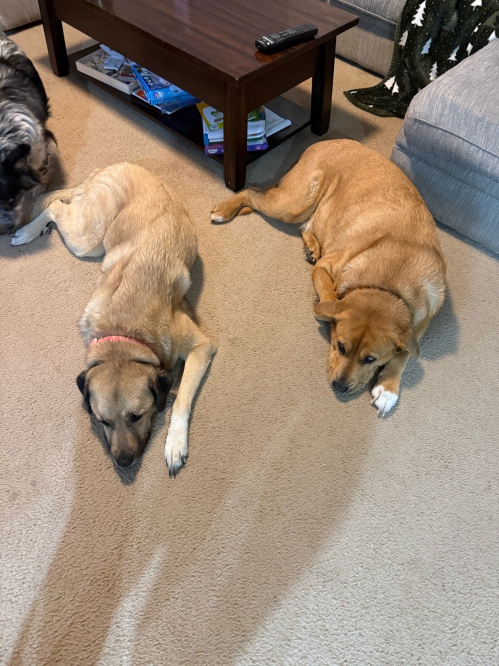 Free Dog Hairs - Picture 2 of 5